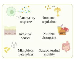 肥胖&肝病与小肠细菌过度生长文献检索报告