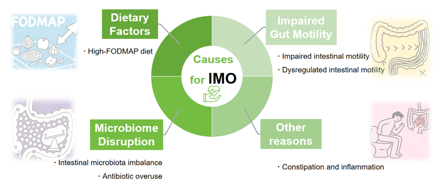 Understanding Intestinal Methanogen Overgrowth (IMO):  A Clinically Relevant Guide