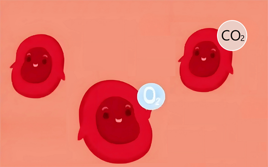 Red Blood Cell Lifespan Measurement: CO Breath Test